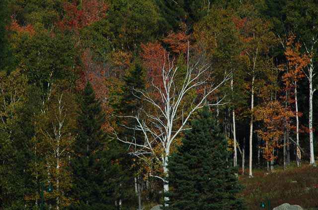 White Mtn Natl Forest, New Hampshire